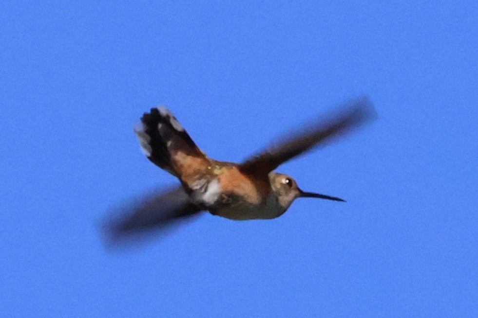 Allen's Hummingbird - ML633478914
