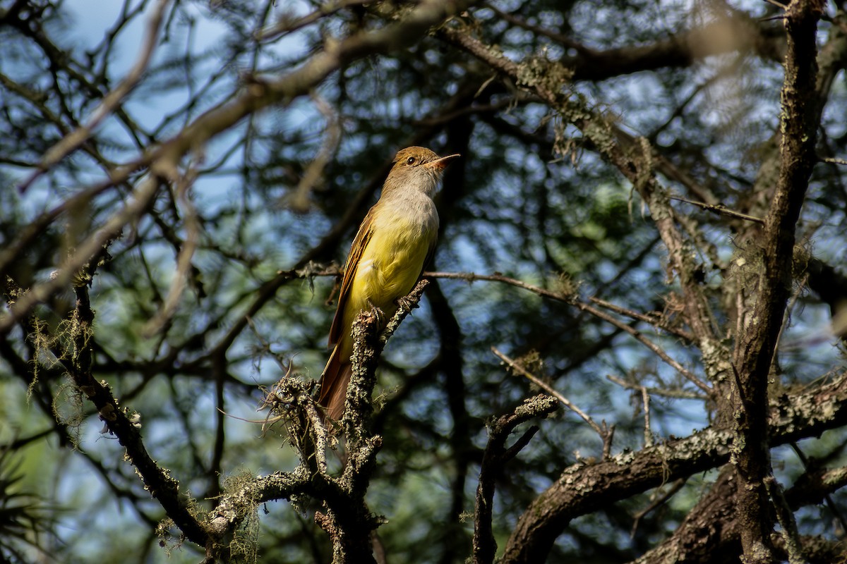 Brown-crested Flycatcher - ML633478931
