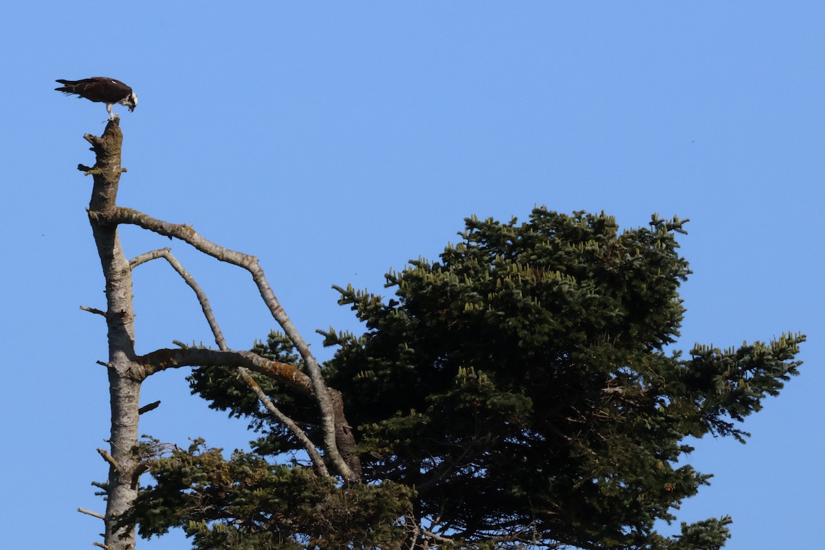Osprey - ML633479058