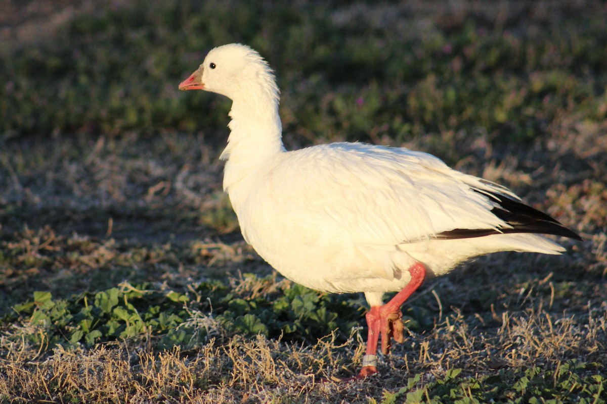 Ross's Goose - ML633479093