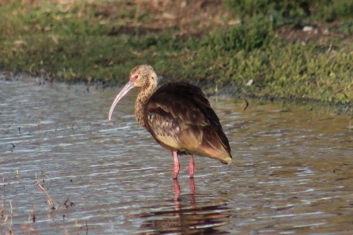 White-faced Ibis - ML633479112