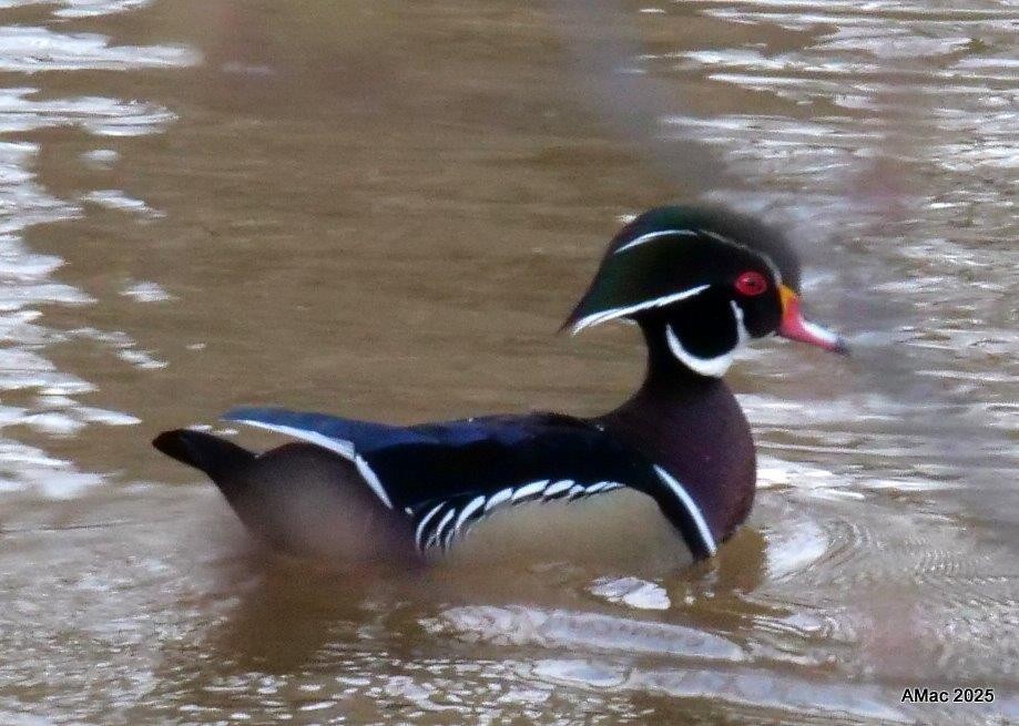 Wood Duck - ML633479164