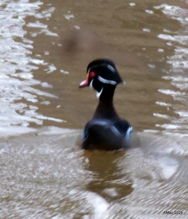 Wood Duck - ML633479165