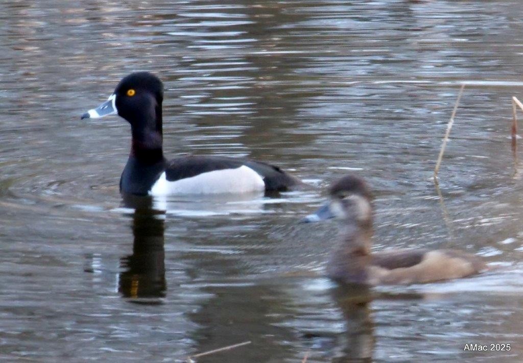Ring-necked Duck - ML633479170