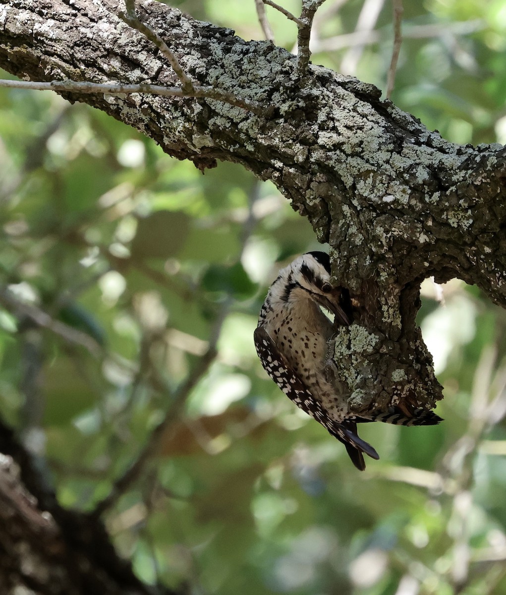 Ladder-backed Woodpecker - ML633479175