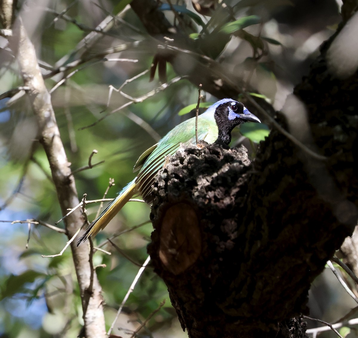 Green Jay - ML633479180