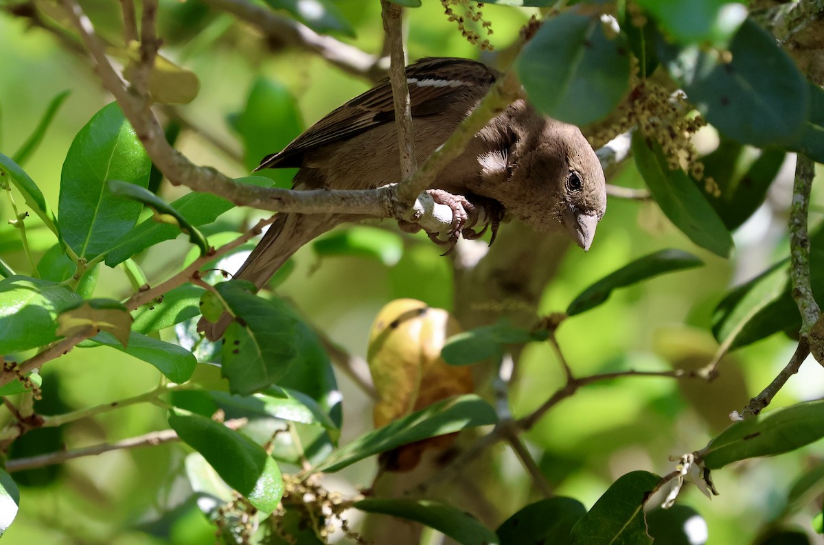 House Sparrow - ML633479183