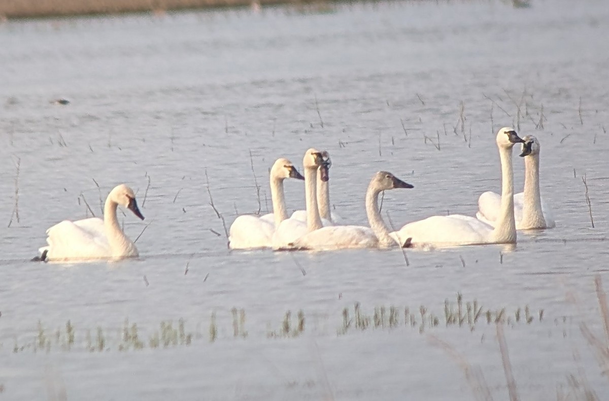 Küçük Kuğu (columbianus) - ML633479291
