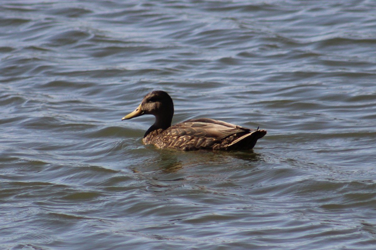 Mallard/Mexican Duck - Adair Bock