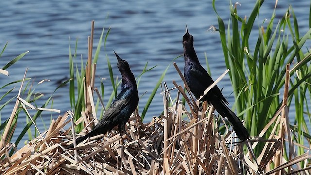 Boat-tailed Grackle - ML633479330