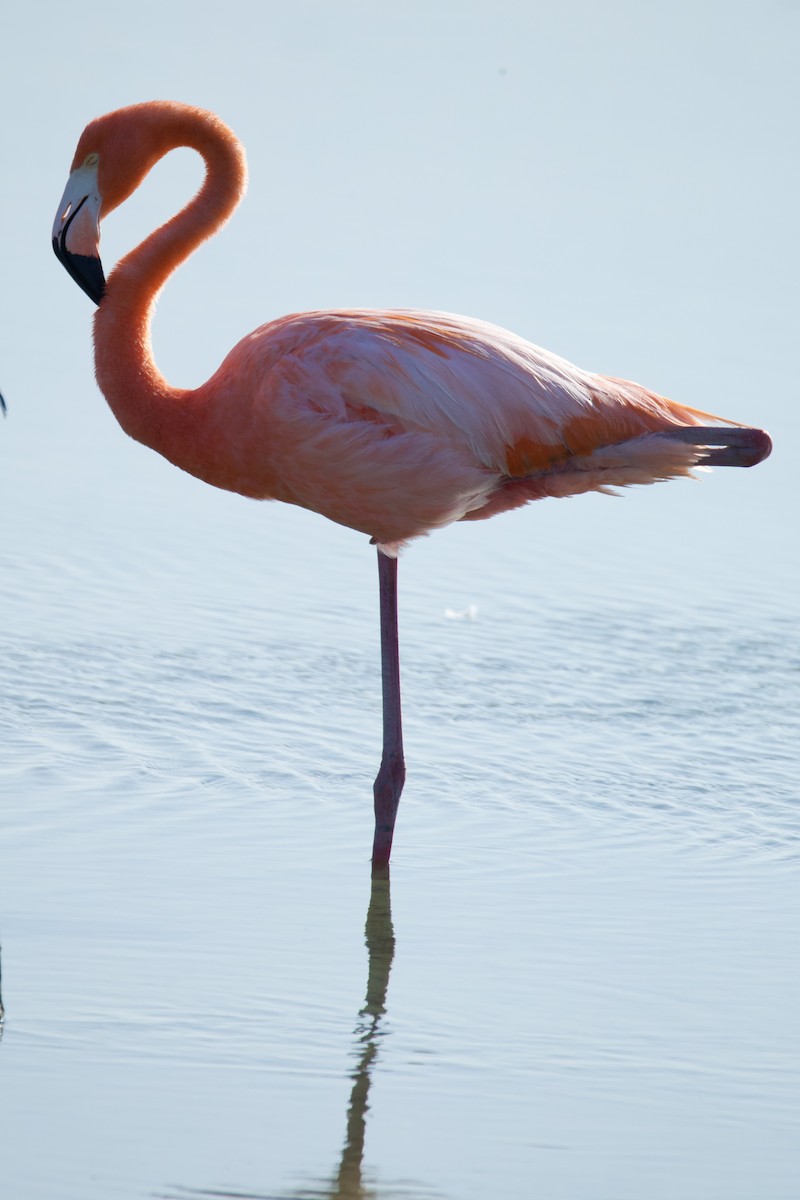 American Flamingo - ML633479652