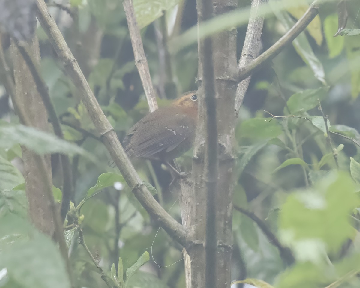 Rufous-browed Wren - ML633479683