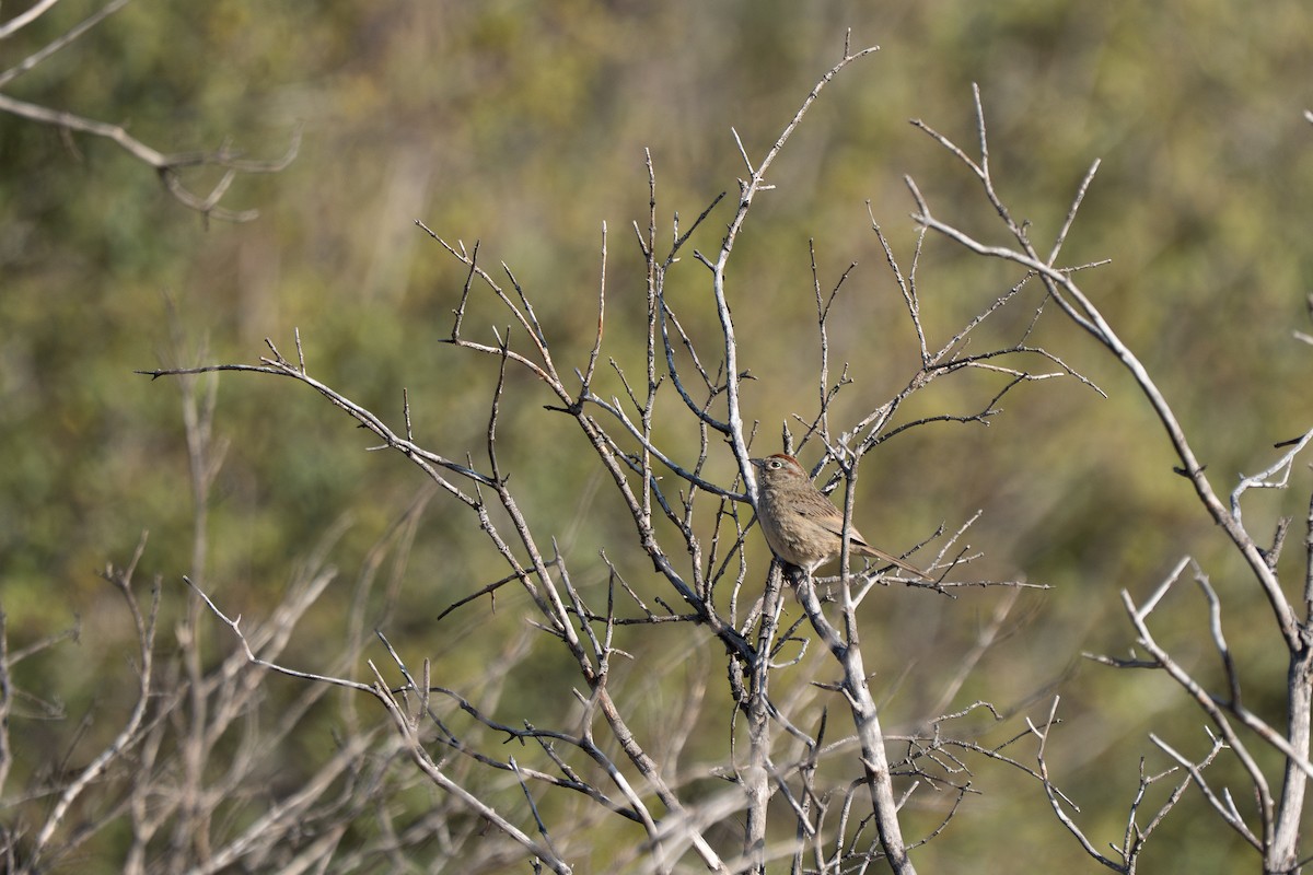 Rufous-crowned Sparrow - ML633479781