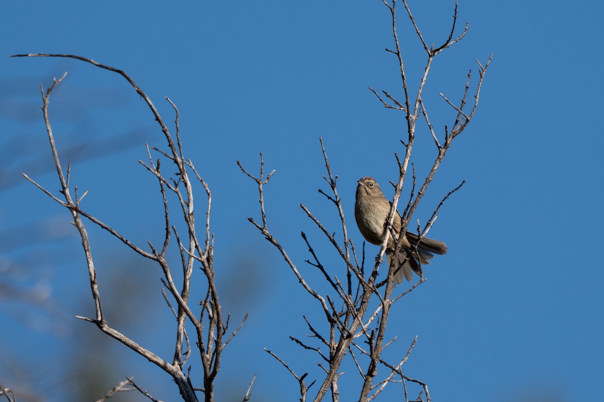 Rufous-crowned Sparrow - ML633479782