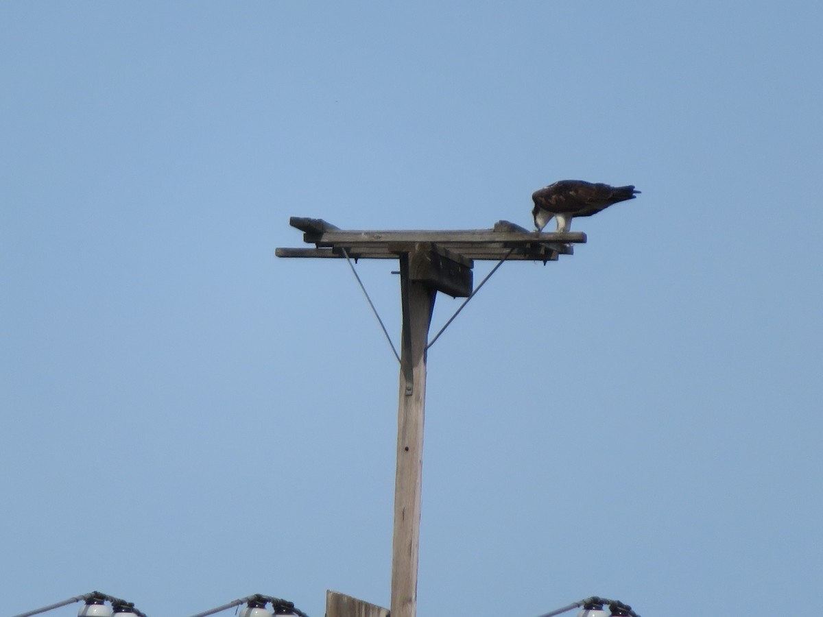 Osprey - ML633479789