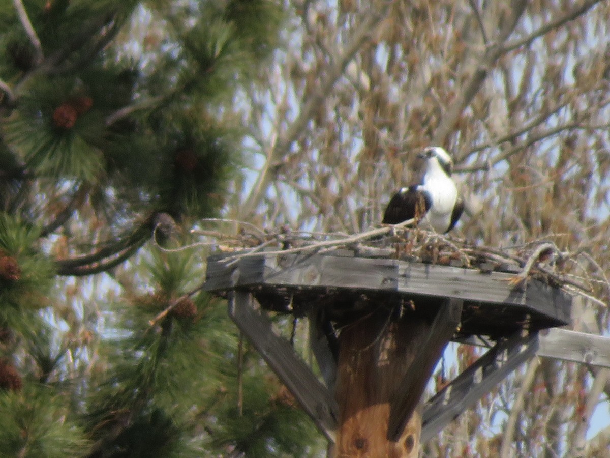 Osprey - ML633479790