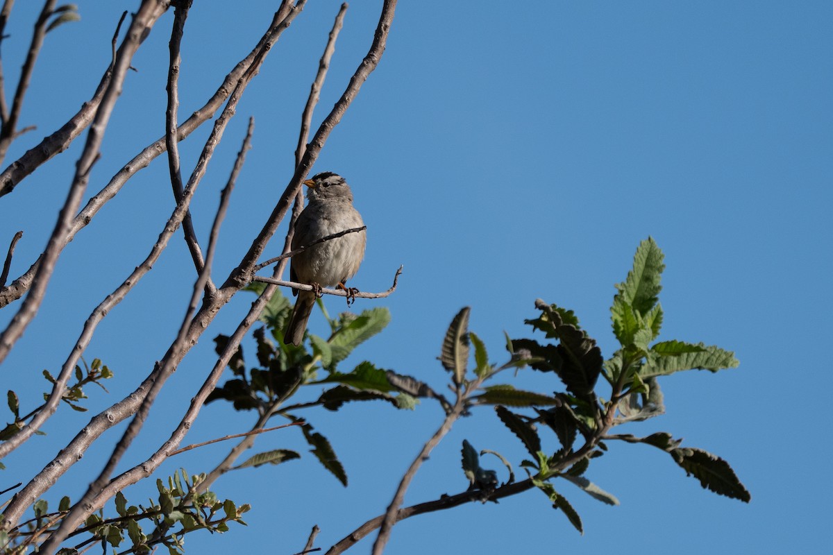 White-crowned Sparrow - ML633479791