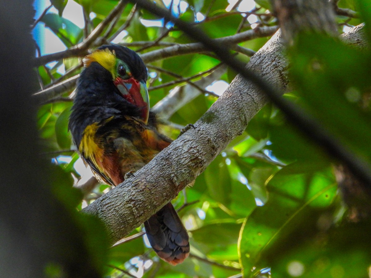 Tawny-tufted Toucanet - ML633479840