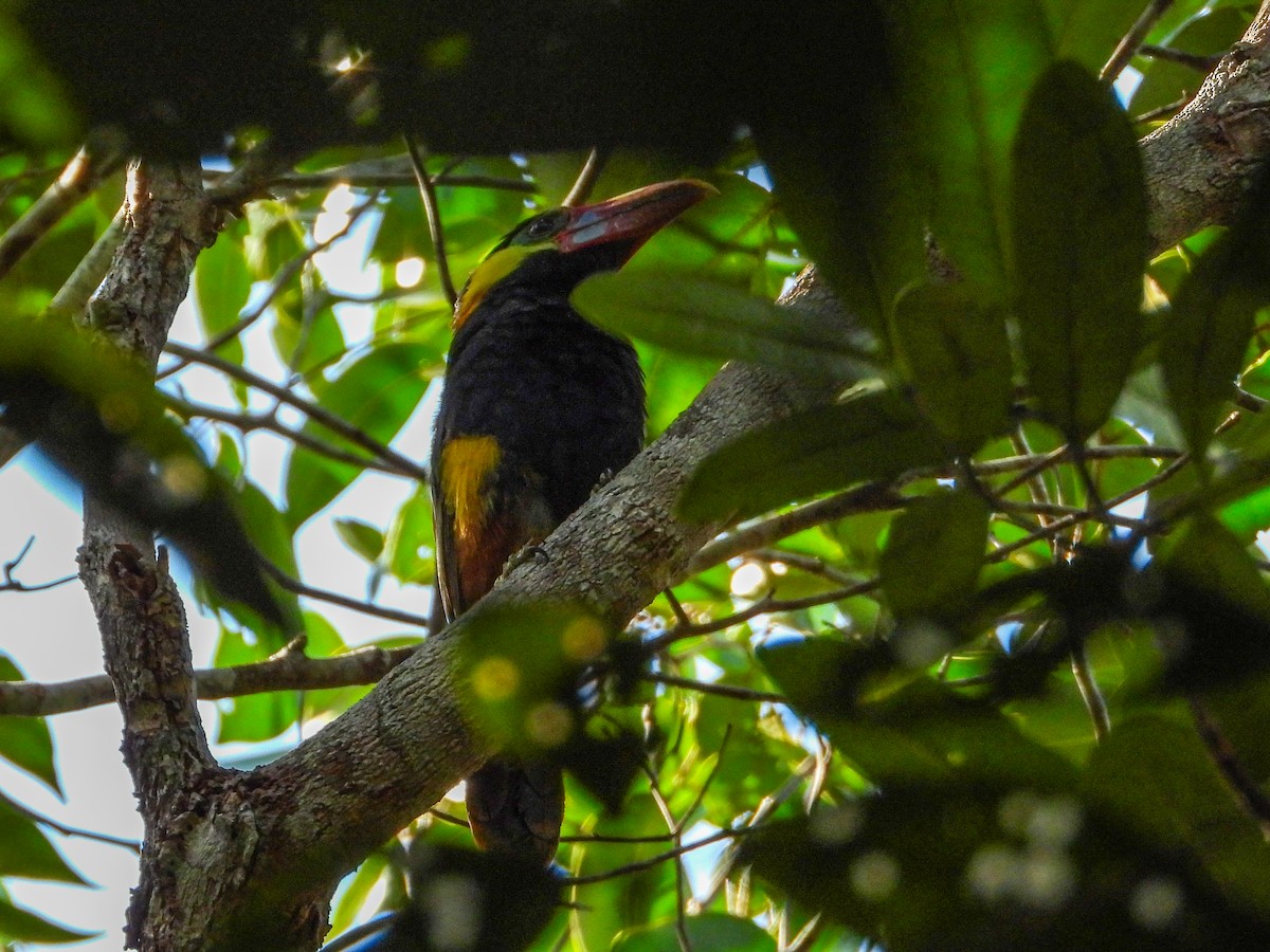 Tawny-tufted Toucanet - ML633479842
