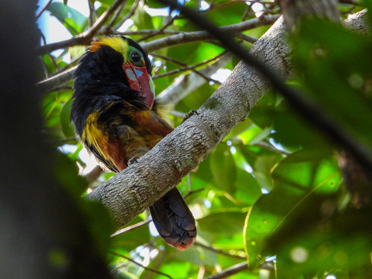 Tawny-tufted Toucanet - ML633479844