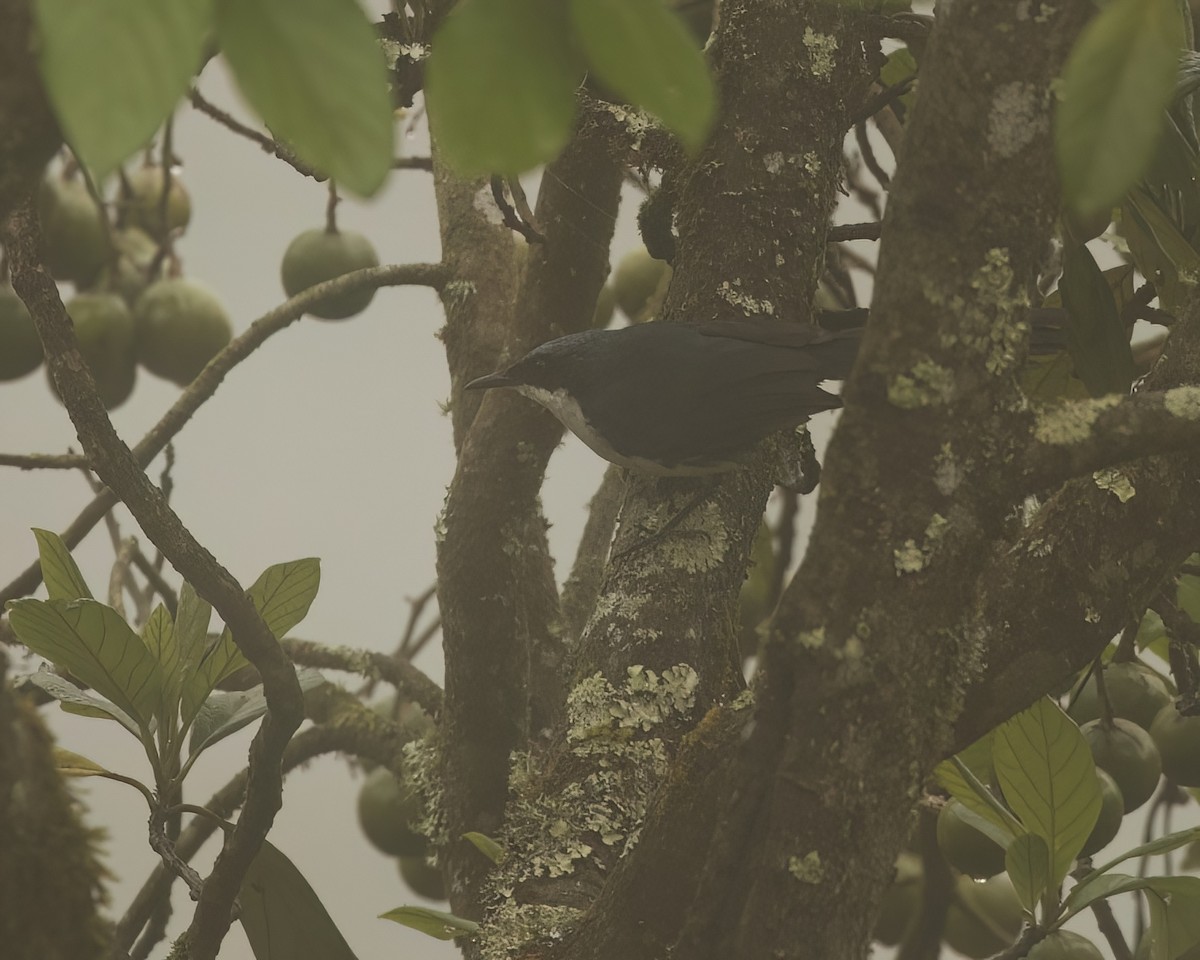 Blue-and-white Mockingbird - ML633479887