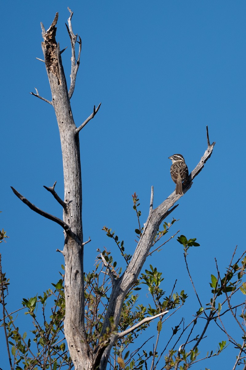 Black-headed Grosbeak - ML633479892