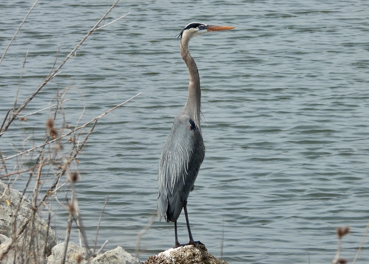 Great Blue Heron - ML633480122