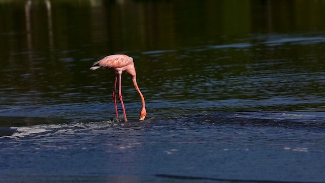 American Flamingo - ML633480146