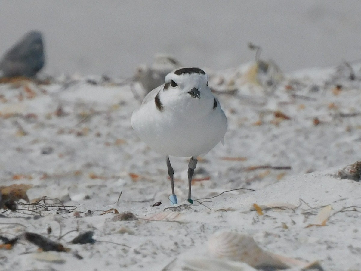 Snowy Plover - Bob Lane