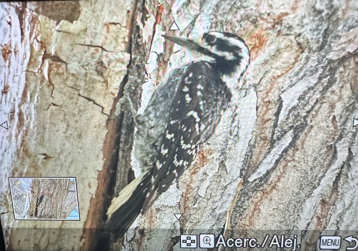 Nuttall's Woodpecker - ML633480223