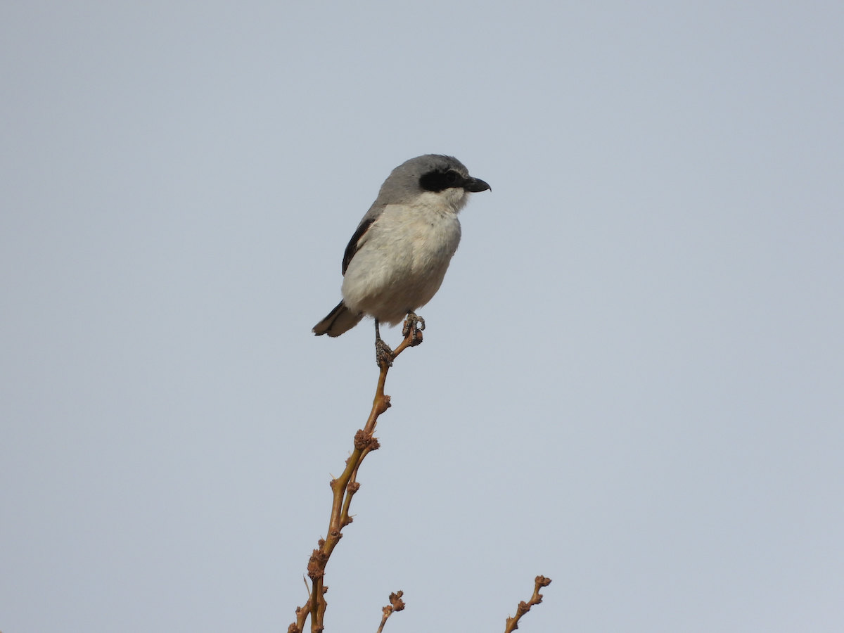 Loggerhead Shrike - ML633480256