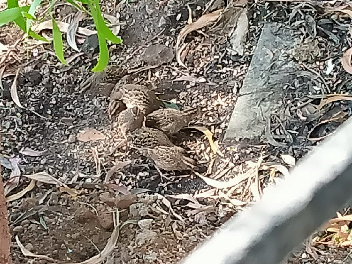 Rain Quail - ML633480283