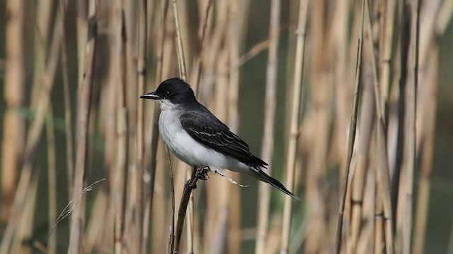 Eastern Kingbird - ML633480390