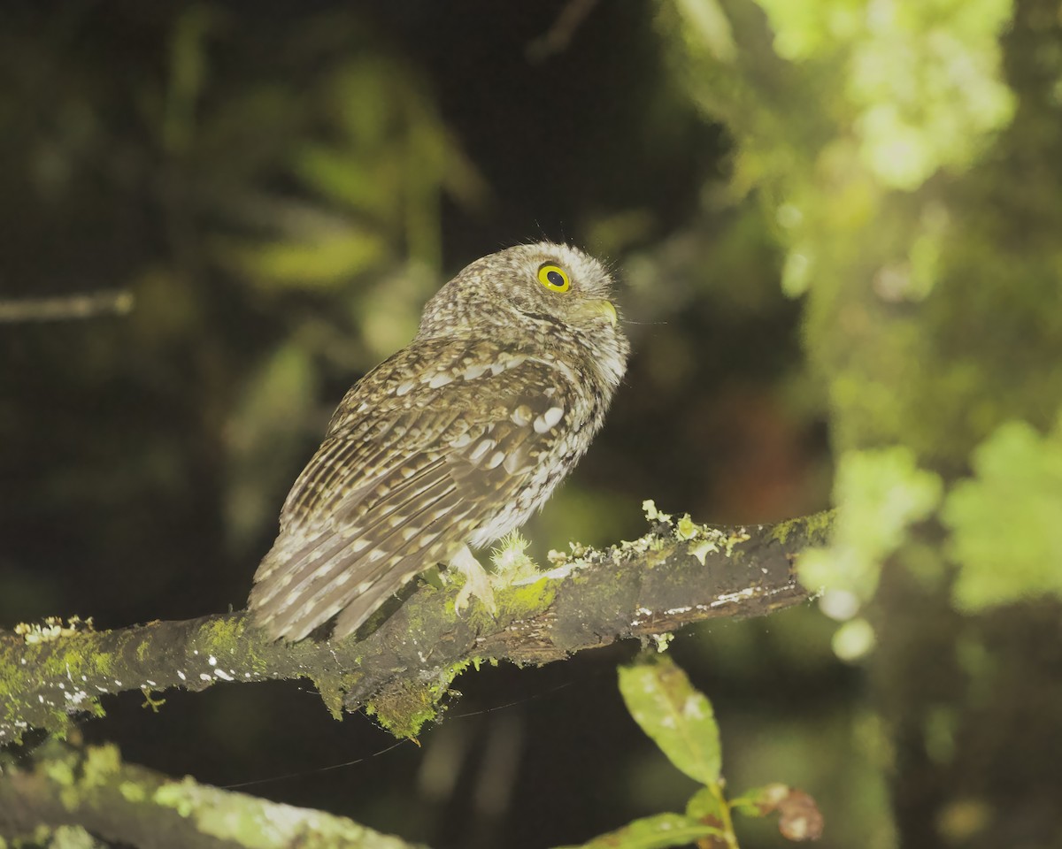 Bearded Screech-Owl - ML633480440
