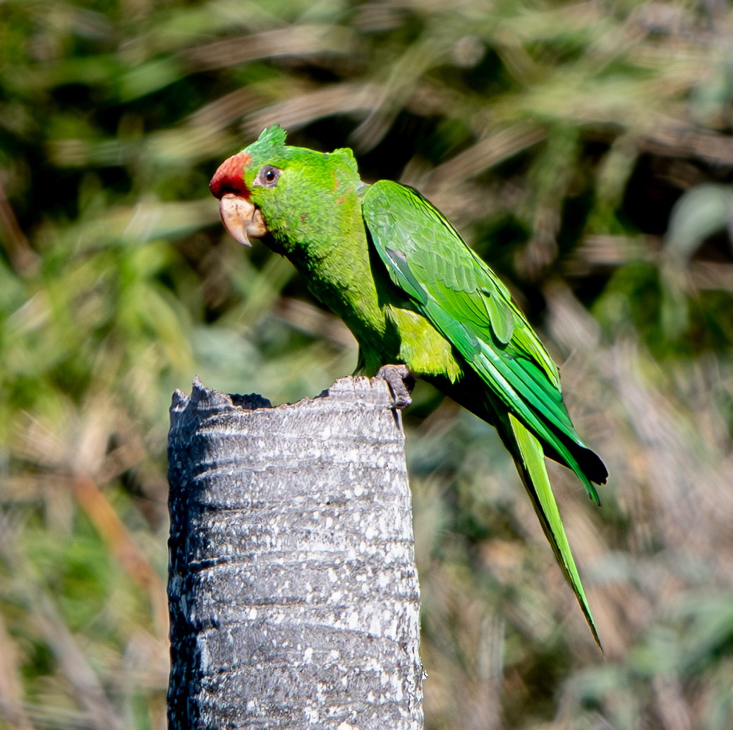 Scarlet-fronted Parakeet - ML633480589