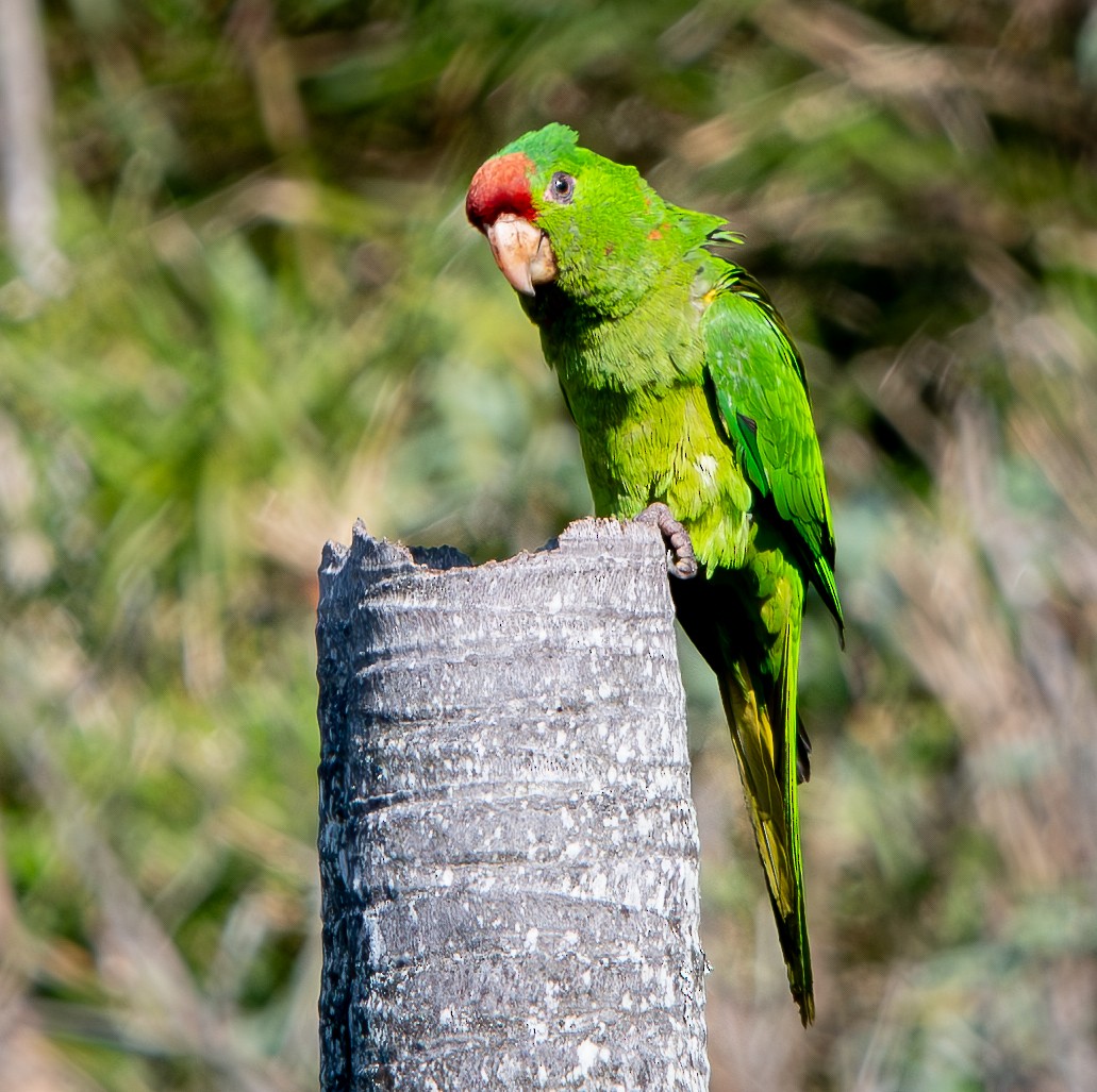 Scarlet-fronted Parakeet - ML633480590