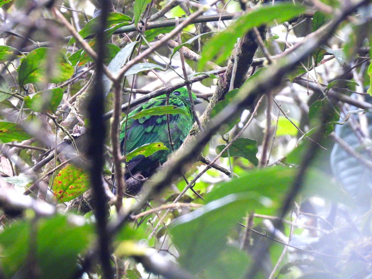 Whitehead's Broadbill - ML633480591