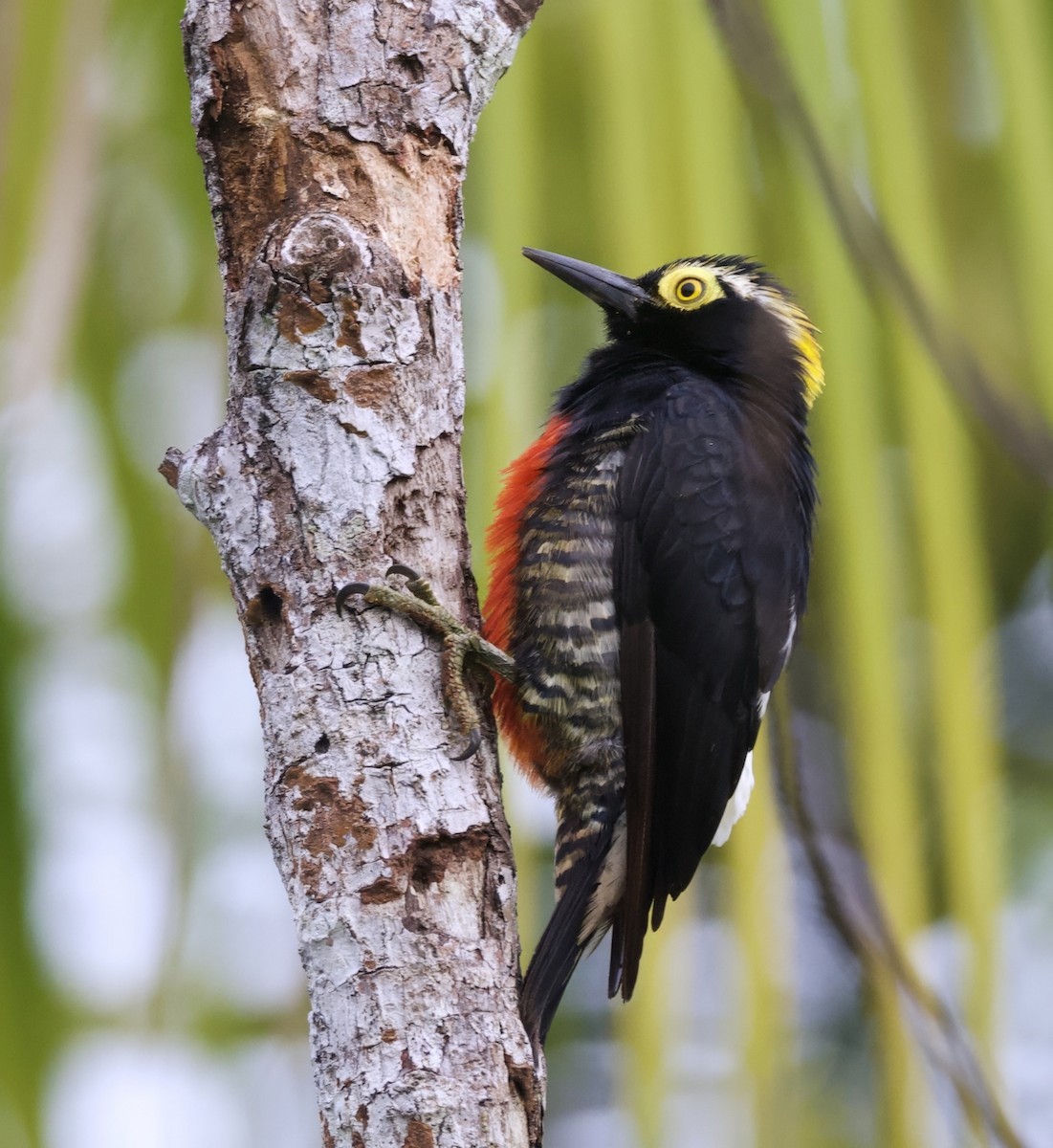 Yellow-tufted Woodpecker - ML633480607