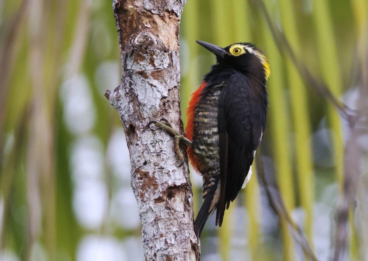 Yellow-tufted Woodpecker - ML633480608