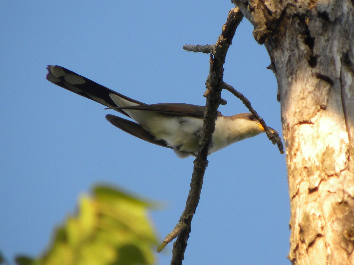 Yellow-billed Cuckoo - ML63348061