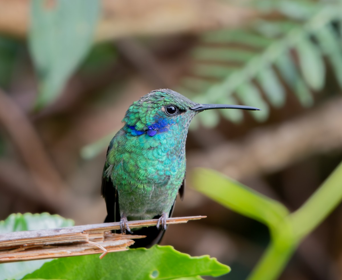 Lesser Violetear - ML633480733
