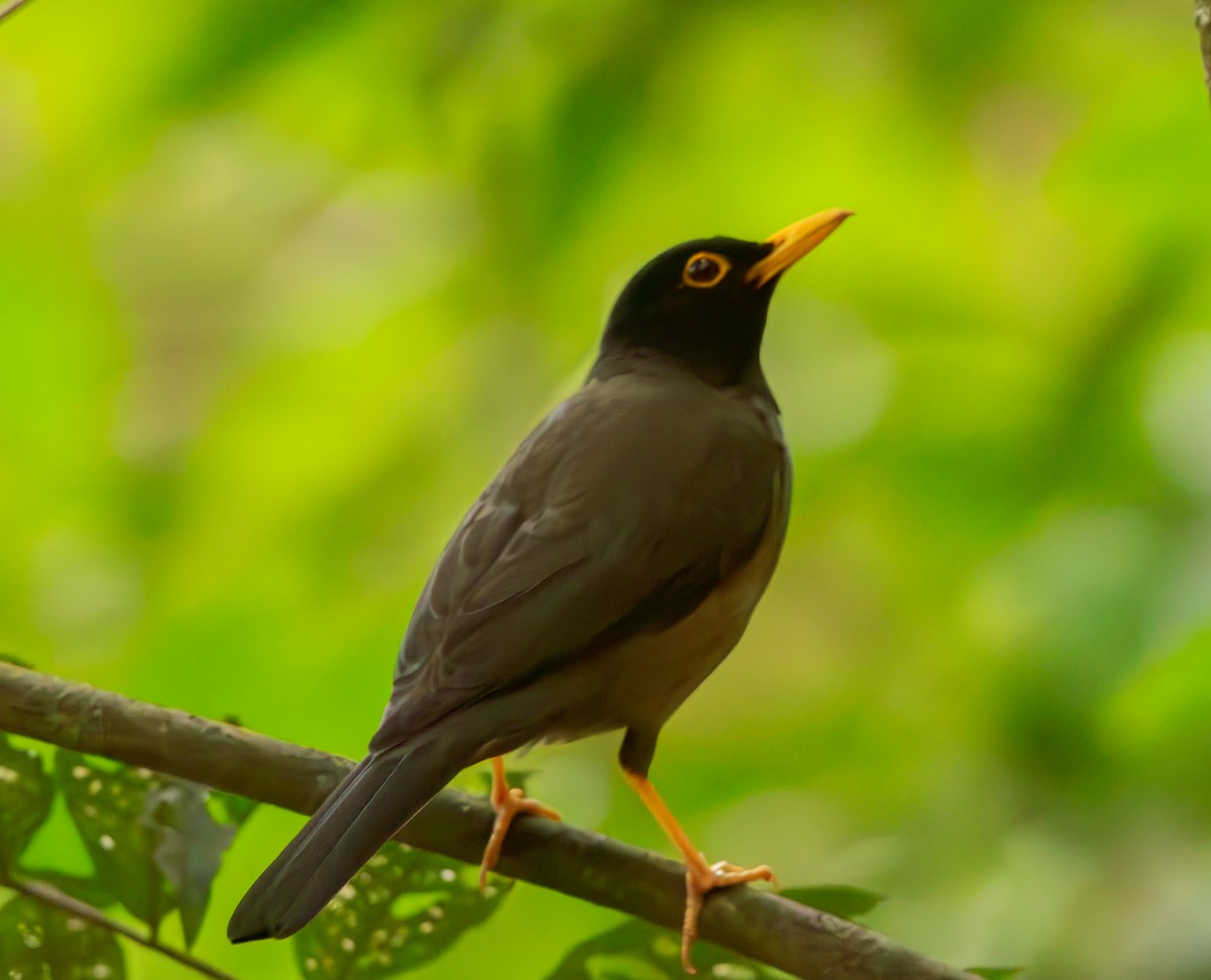 Black-hooded Thrush - ML633480760