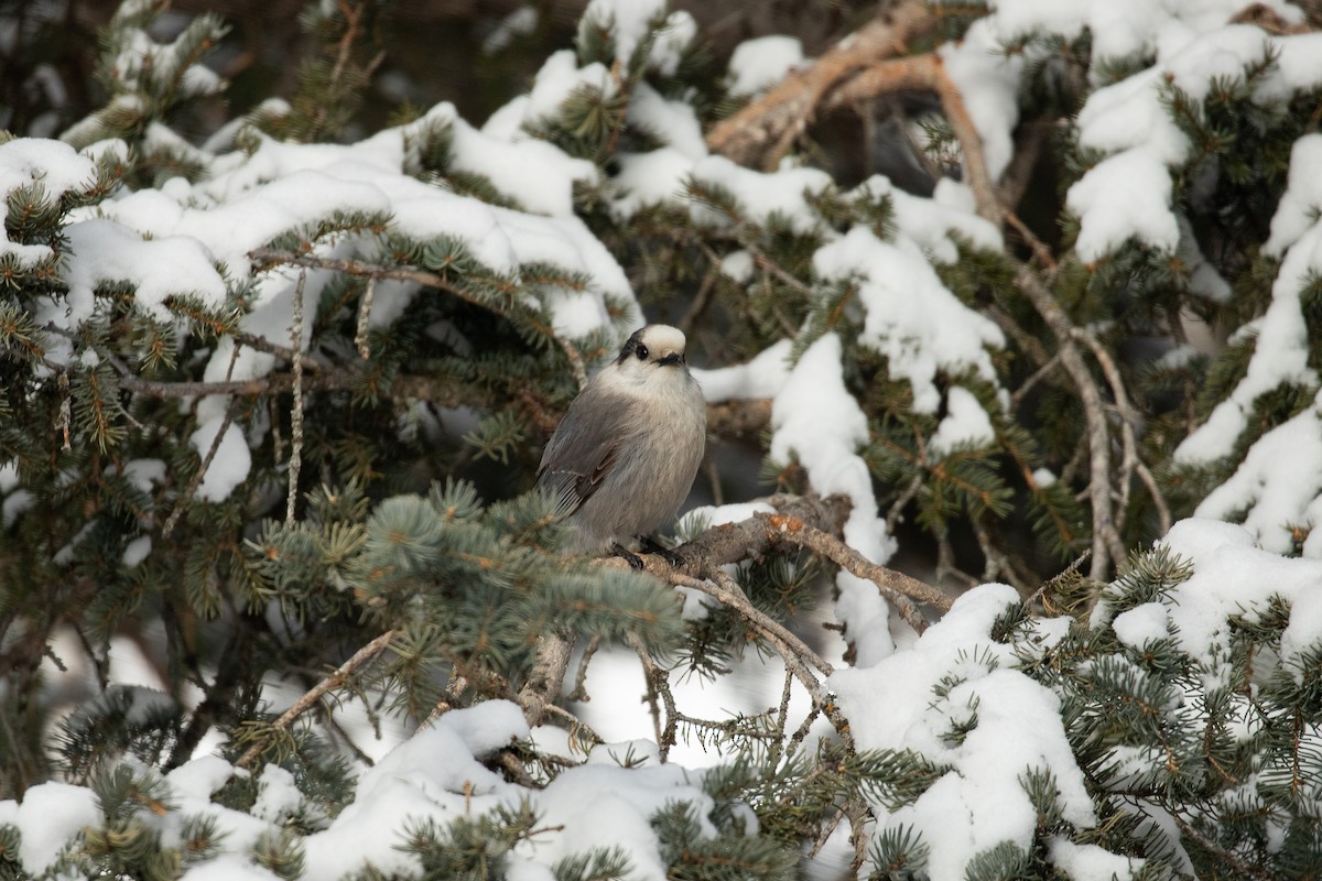 Canada Jay - ML633480826