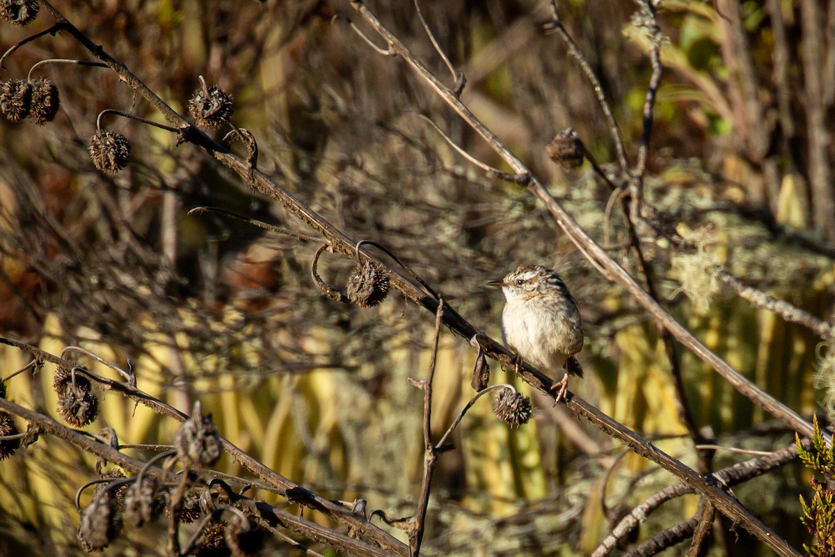 Merida Wren - ML633480862