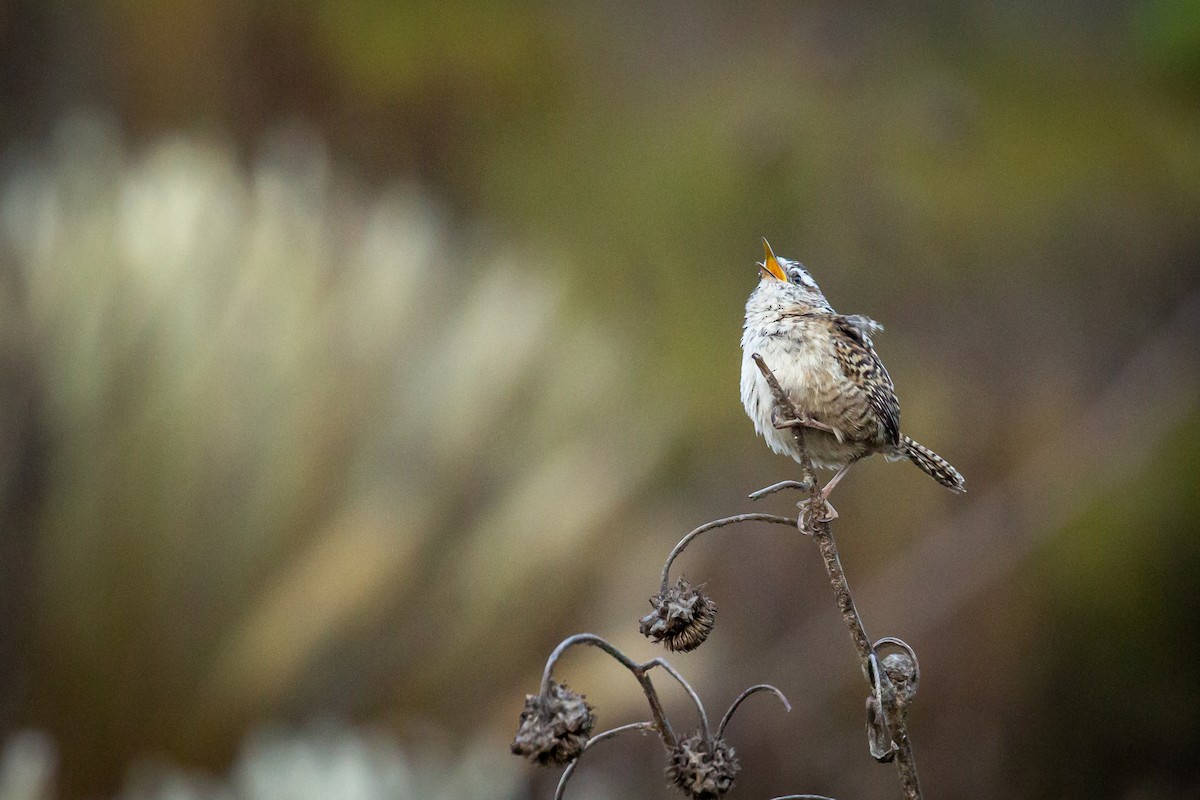 Merida Wren - ML633480864