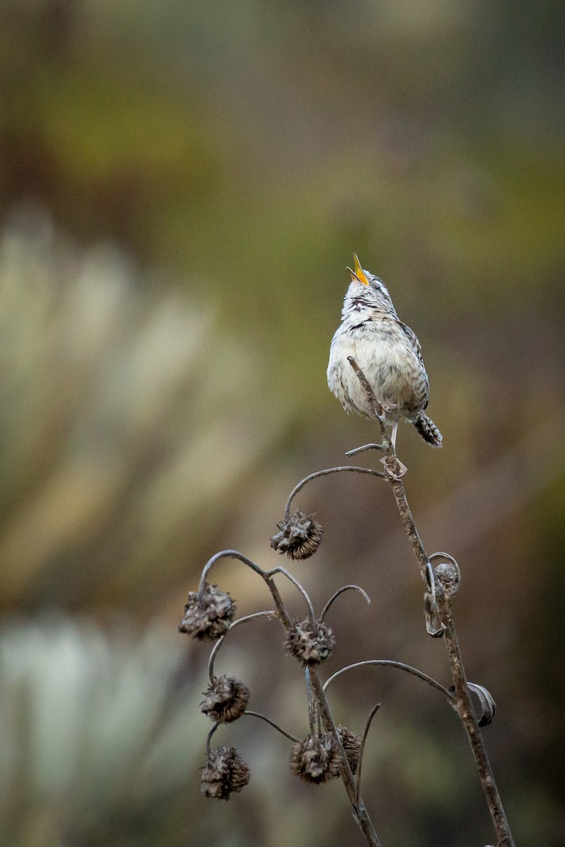 Merida Wren - ML633480865