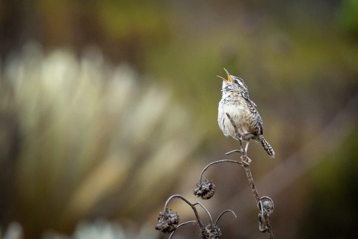 Merida Wren - ML633480866
