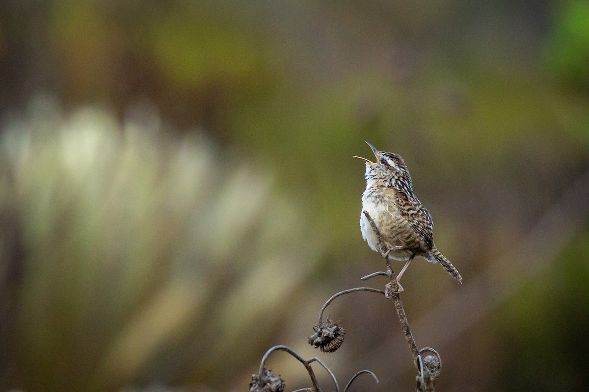 Merida Wren - ML633480867
