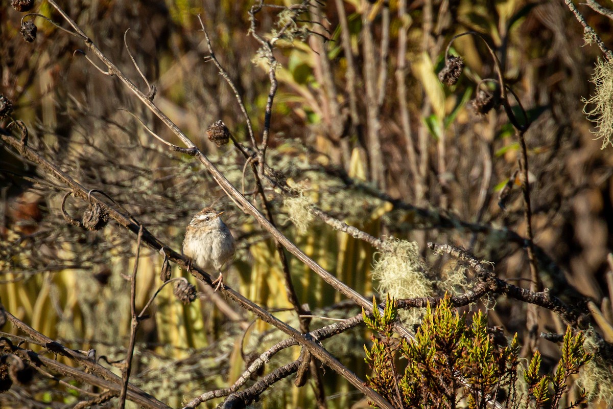 Merida Wren - ML633480868