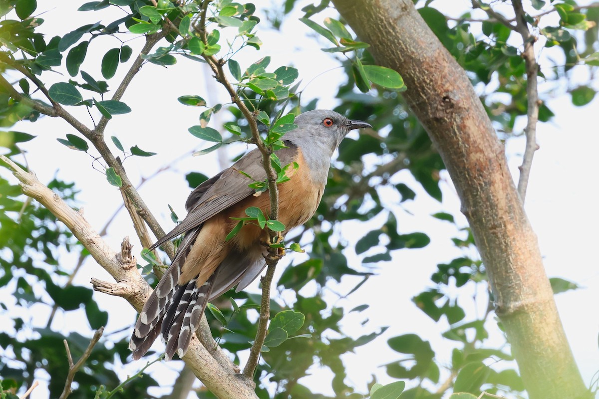 Plaintive Cuckoo - 志民 蘇